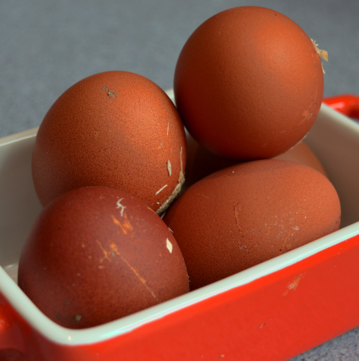 The amazing dark brown eggs from welsummer chickens